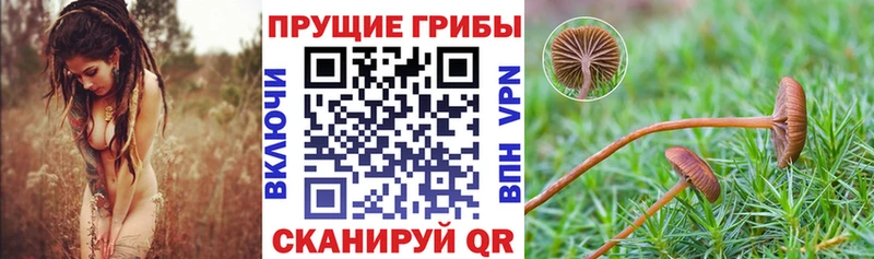 Купить  Павлово  Галлюциногенные грибы Psilocybine cubensis 